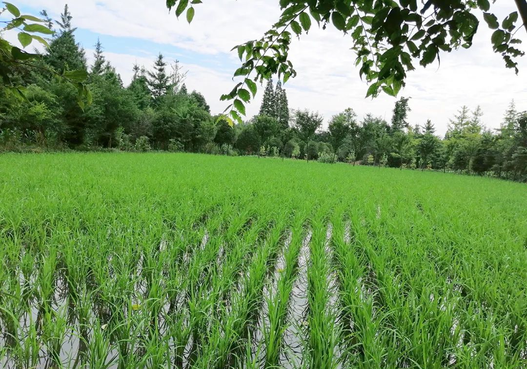 探索农村集体土地所有权房屋抵押贷款用于买新房!这地发布最新措施→